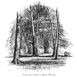 Uitzicht in Gibbs Hill Bos door Walter Crane